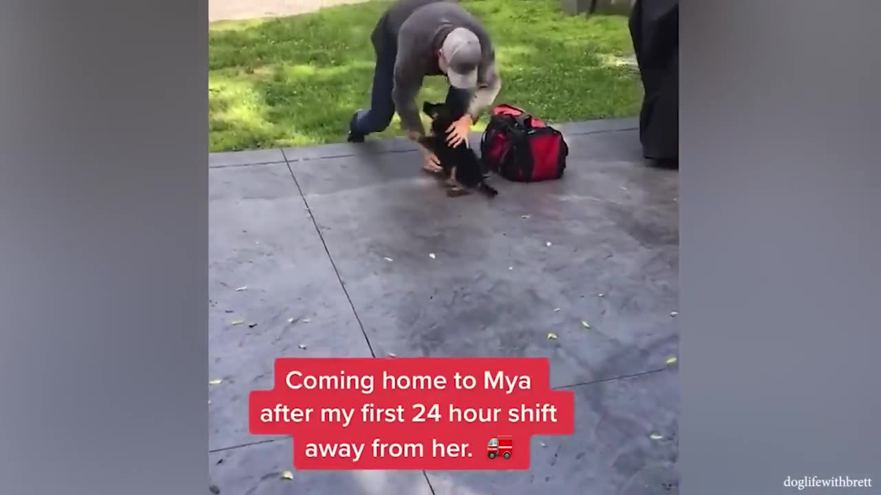 Most Emotional Dogs Reunions with Their Owners That Will Melt Your Heart ❤️Best of video 2023