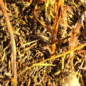 Ants dragging away a dead caterpillar / Beautiful insects in nature / Video with music.