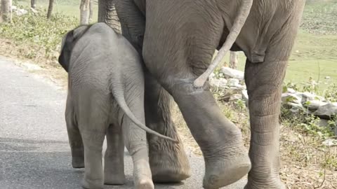 Elephant on road