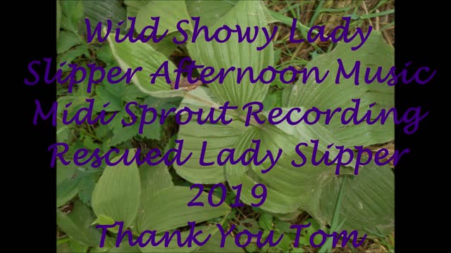 Wild Showy Lady Slipper Afternoon Music 2019