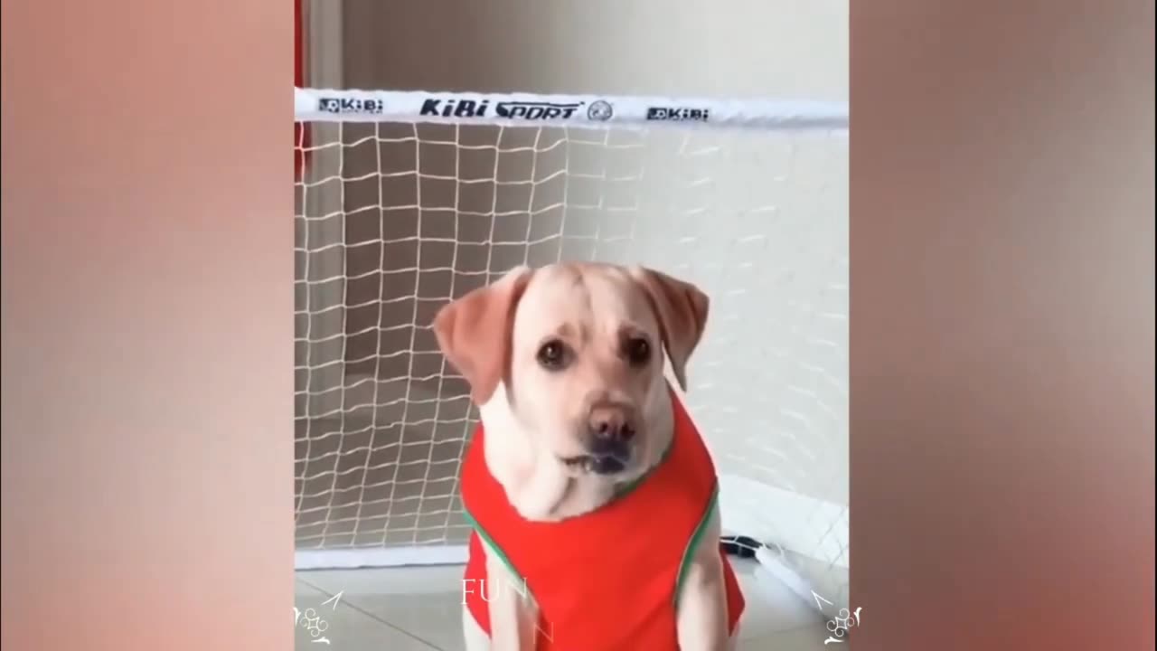 Funny dog video