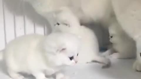 Cute cat babys
