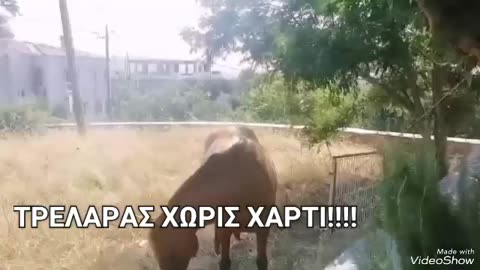 ΠΑΕΙ ΚΑΙ Ο ΚΕΦΑΛΑΣ - ΗΡΘΕ Ο ΒΟΥΚΕΦΑΛΑΣ!!!