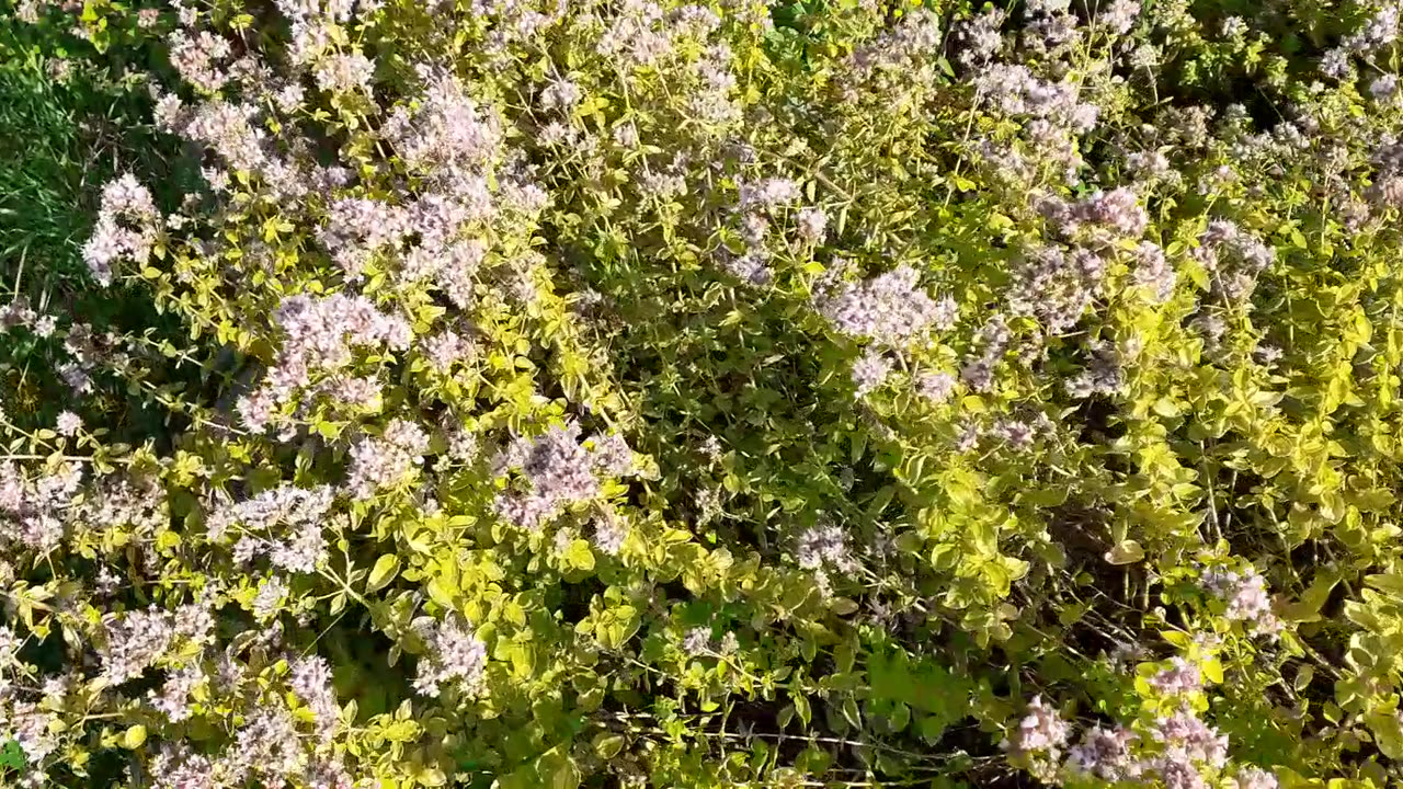 Nektar für Hummeln und Bienen auf der Blumenwiese