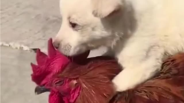 Best Funny Dog HD videos | we love dogs - 50