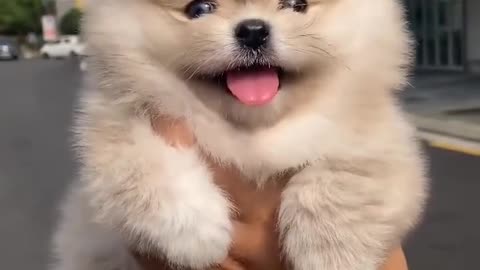 Funny dogs video