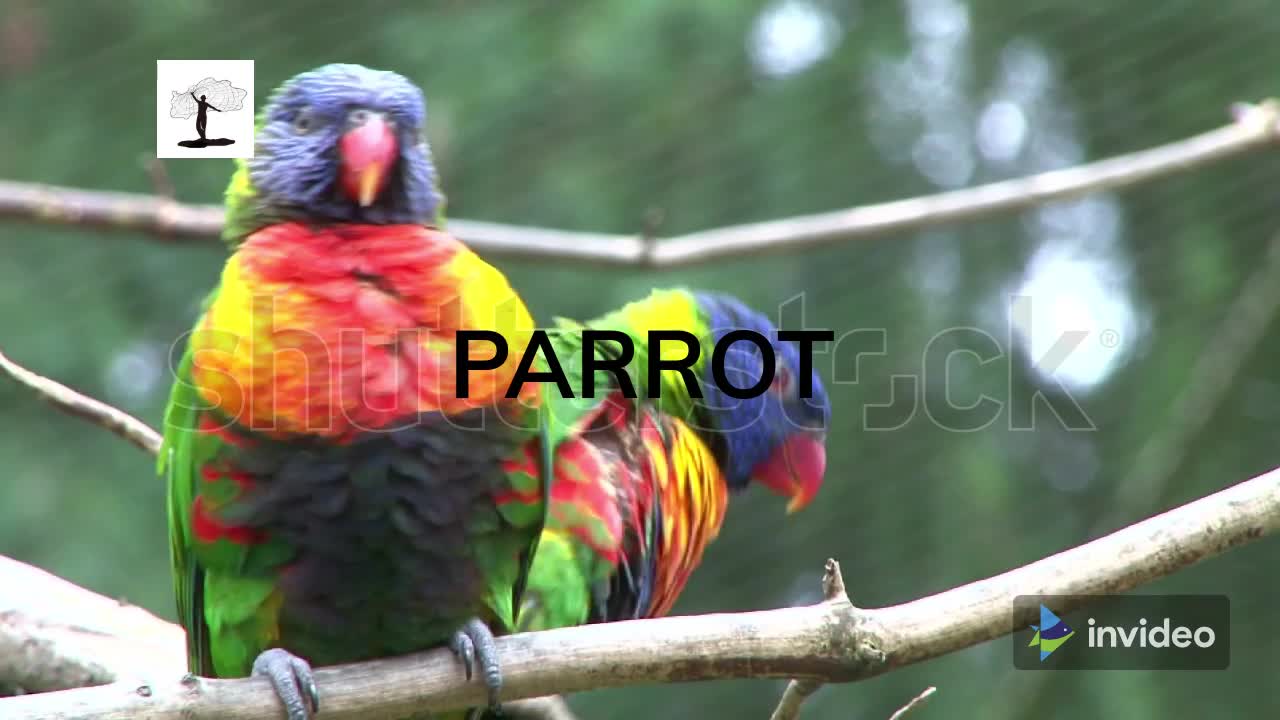 PARROT BIRD