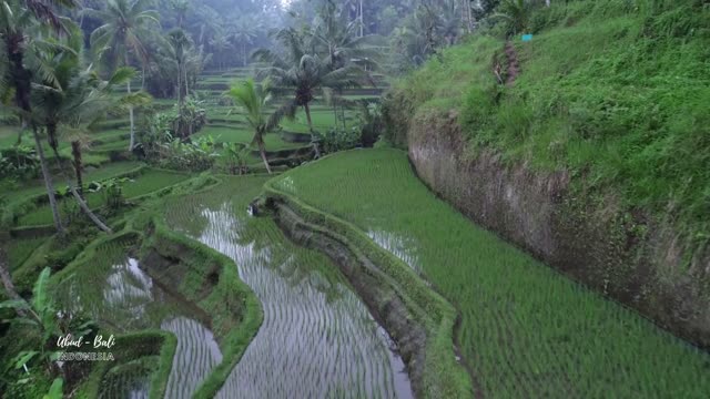 Exploring the unforgettable Ubud Bali in Indonesia with Relaxing Music