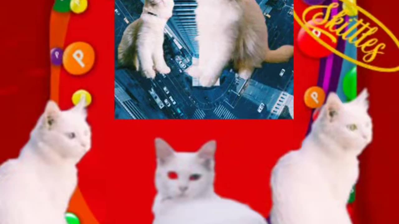 My 😺🐈