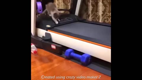 Funniest Cats and Dogs