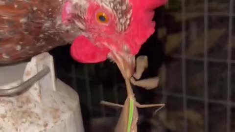 Mantis vs chicken