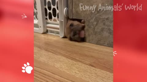 Funny Cats And Dogs 😻 That Will Improve Your Mood All Day Long 😂
