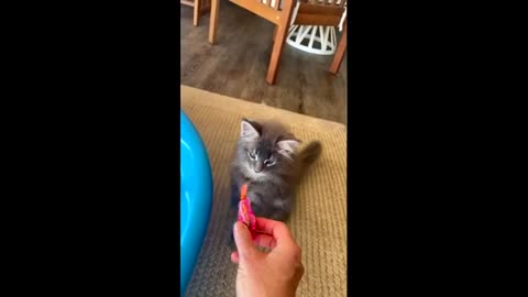 Fisher the Maine Coon gets water trained