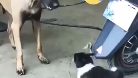 Dog funny video