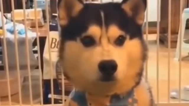 Funny Dogs 🐶 videos best funny pet videos