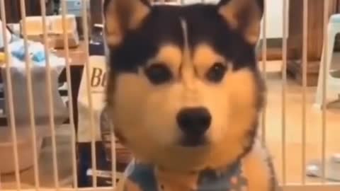 Funny Dogs 🐶 videos best funny pet videos