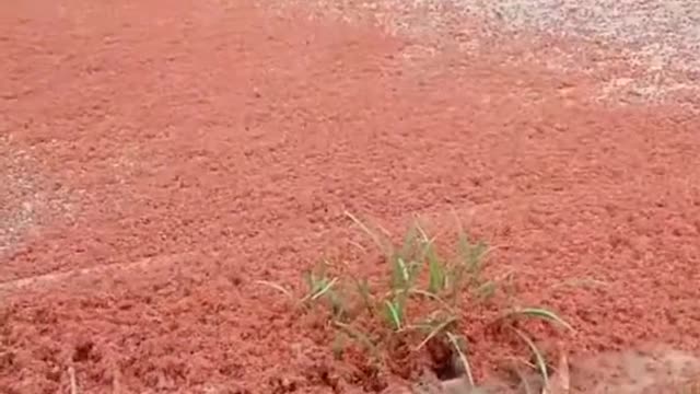 Clips You Need to See 😮🌏