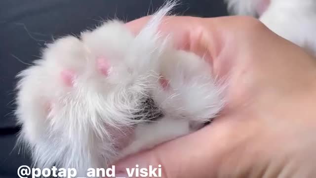 "polydact paws are 😍😍😍😍 ски Whiskey full-driven