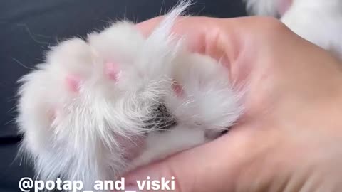 "polydact paws are 😍😍😍😍 ски Whiskey full-driven