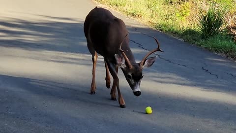 The Urban Deer