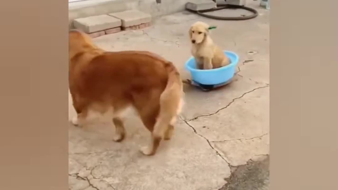 funny animals