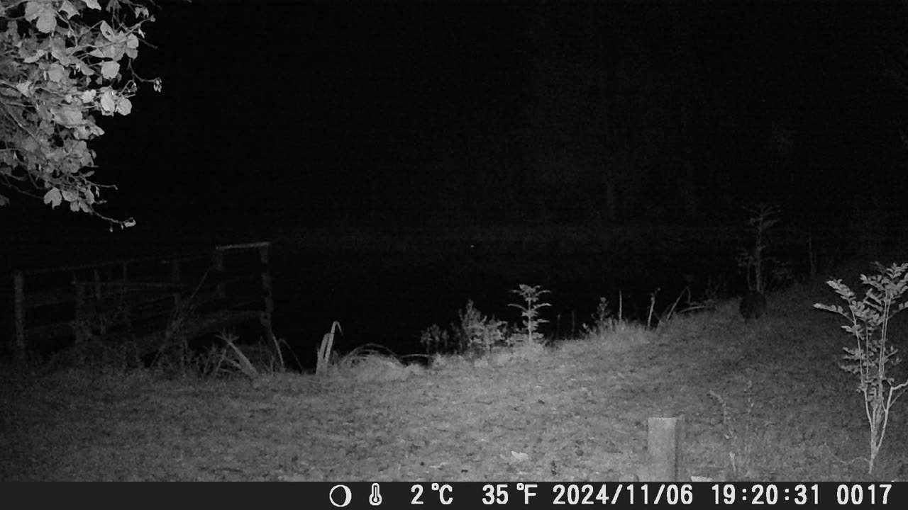 Waschbär 061124