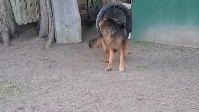 German Shepherd Gets Himself Stuck in a Tire Swing