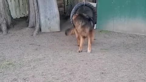 German Shepherd Gets Himself Stuck in a Tire Swing