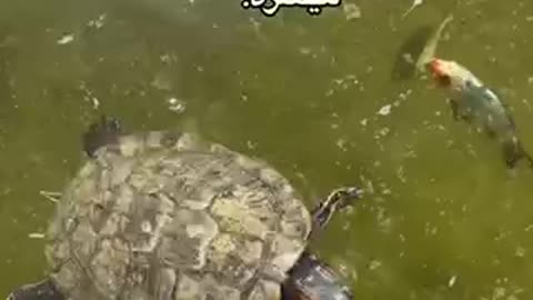 turtle