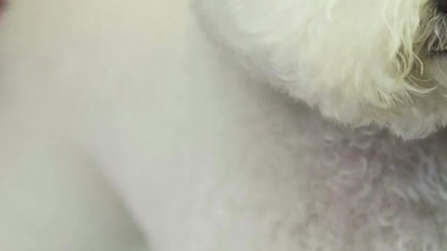 Cute animals Videos Cutest Puppies