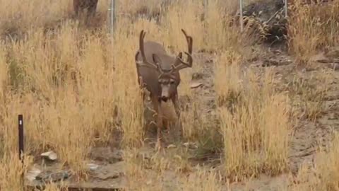 Finding a Couple of Bucks in the Back Yard.