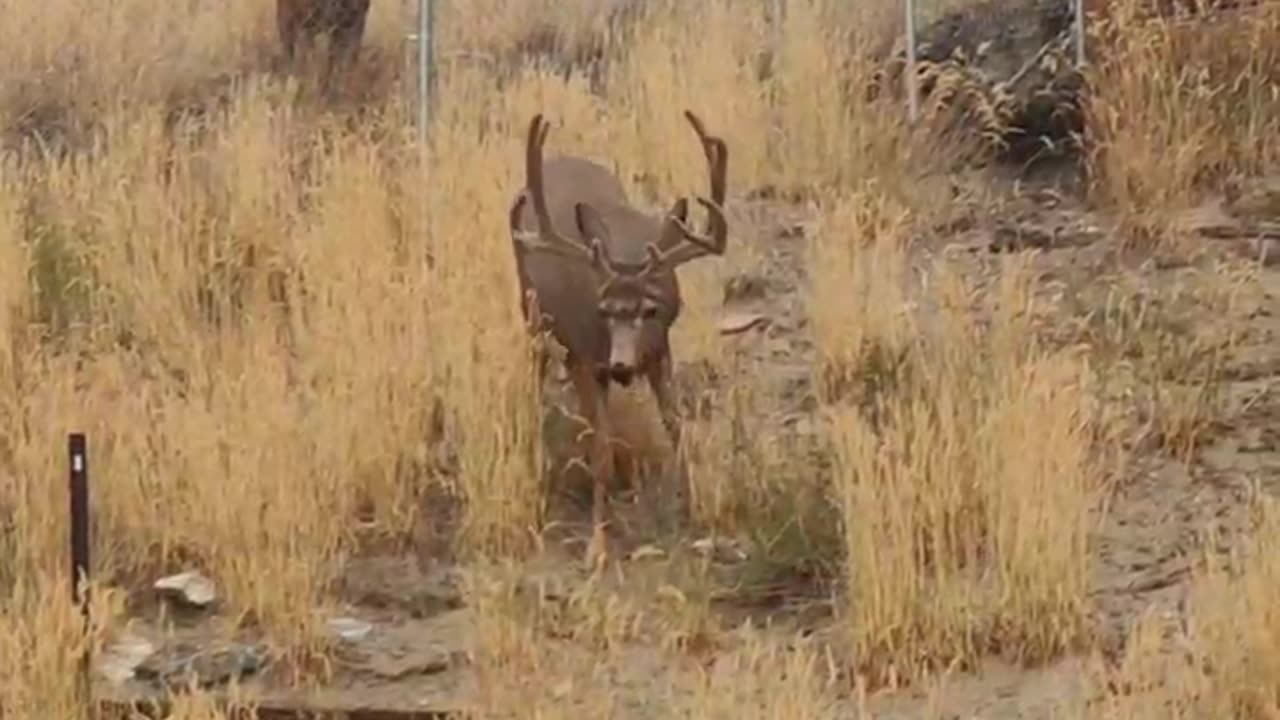 Finding a Couple of Bucks in the Back Yard.