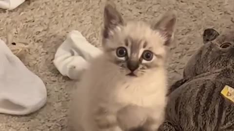 Cute cat funny reaction