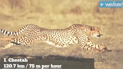 TOP 10 FASTEST LAND ANIMALS