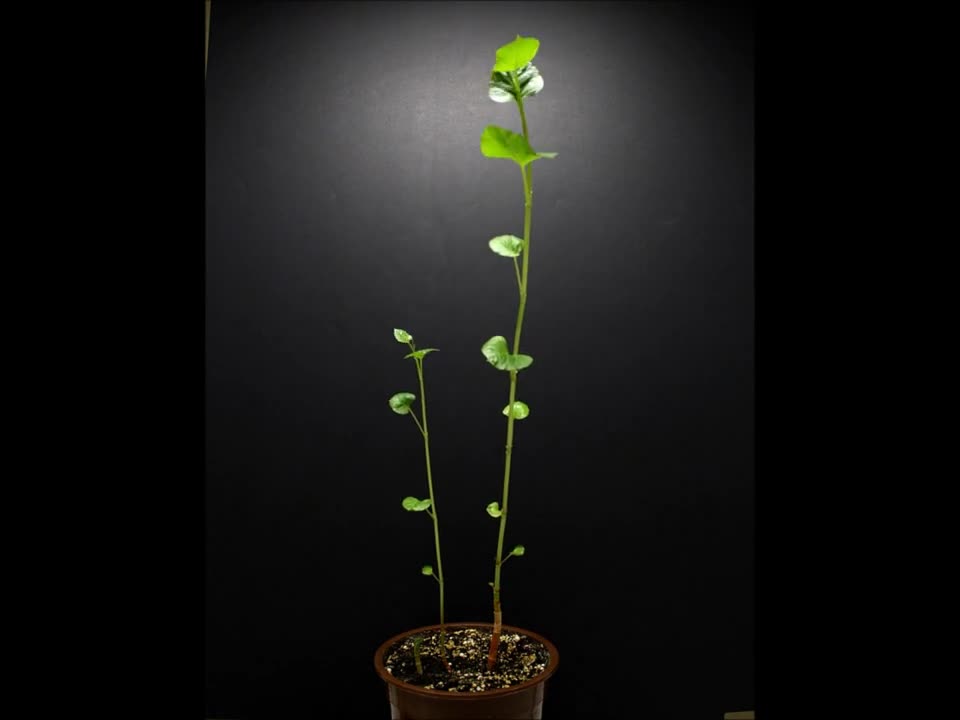 PLANT GROWTH IN TIME LAPSE