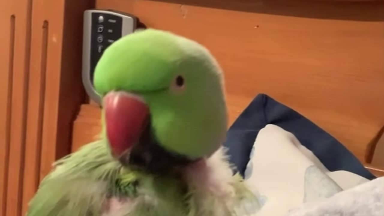 Parrot Wants To Be An Opera Singer