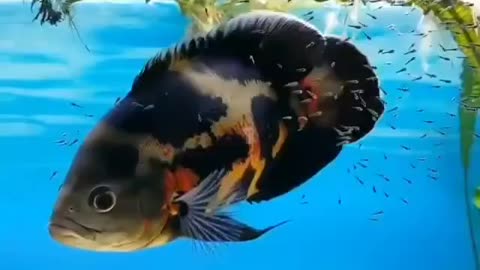 This is a beautiful and charming water-dwelling species