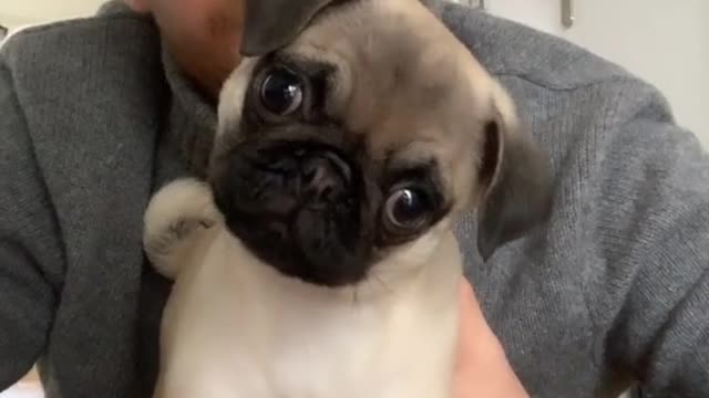 How to calm a pug? Look at this cute pug trying to figure out where that sound coming from.