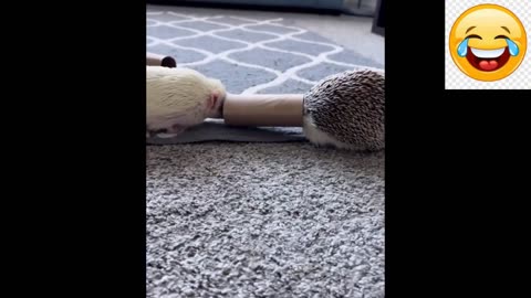 Aww-mazing Moments | Baby Animals Funny and Cute Compilation - Get Ready to Aww and Laugh! 😄❤️#2