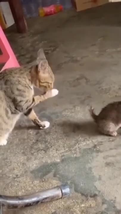 Cute Cats #Shorts Funny video #shorts