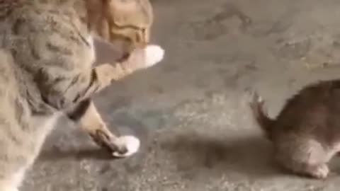 Cute Cats #Shorts Funny video #shorts
