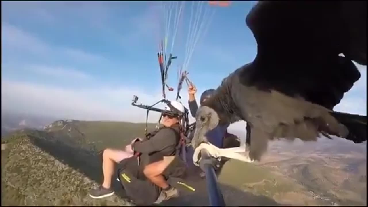 Vulture hitches a ride on a selfie stick