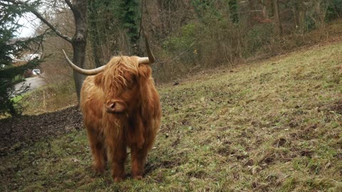 VidA Bison In The Field Near The Woodseo Of Bear