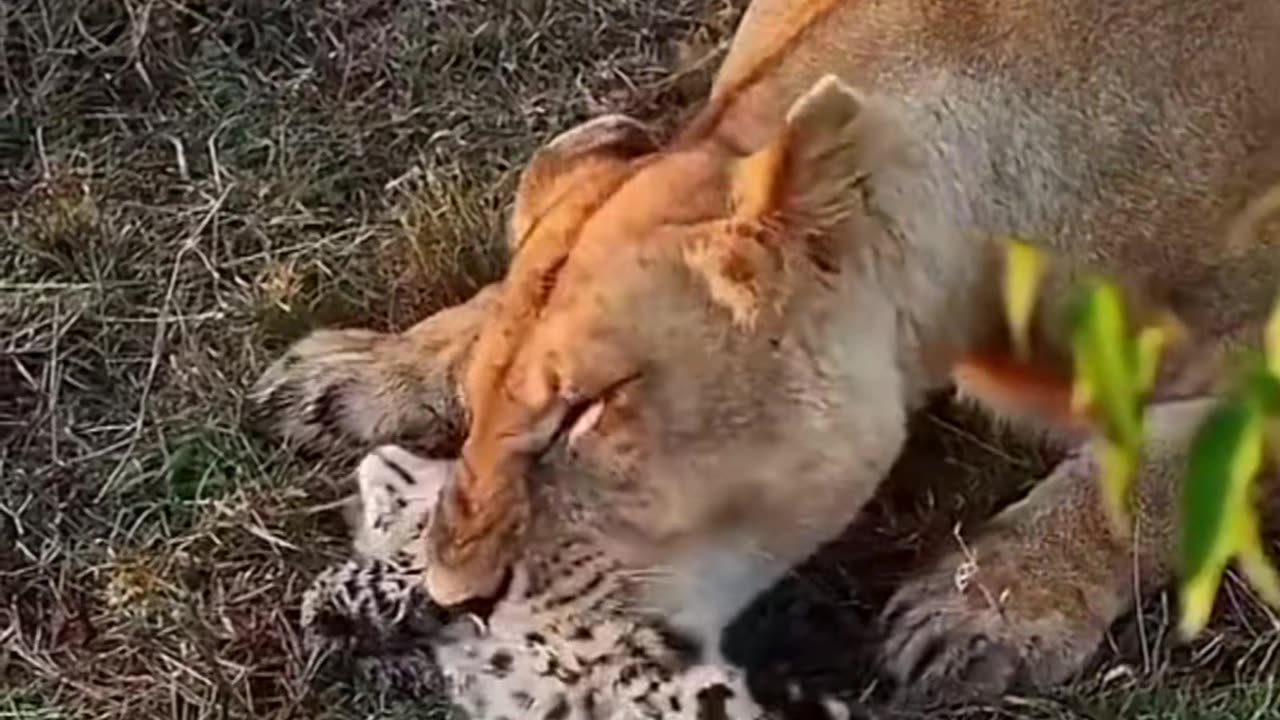 Amazing Creature fighting for Survival💪