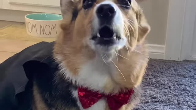 CORGI PRANK WAR Hammy & Olivia Compilation