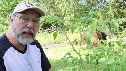 Save this year's Tomatoes for spring