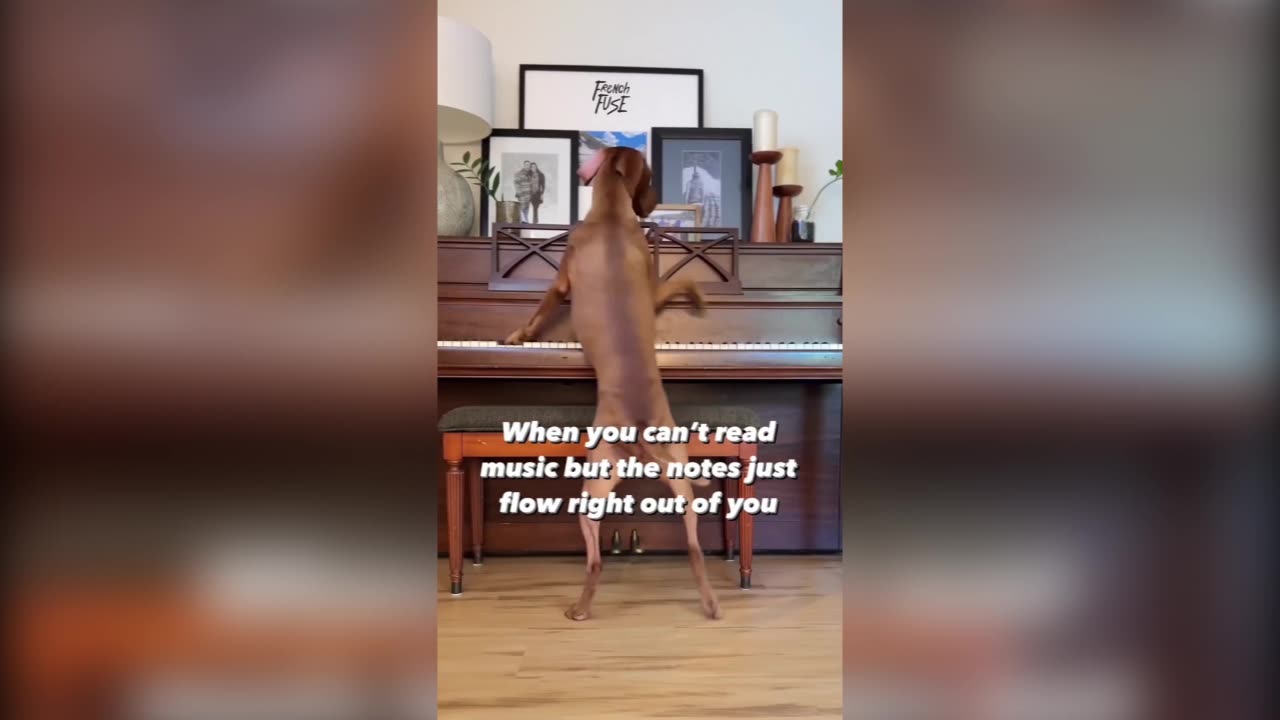 lol, see this dog playing piano