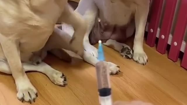 You will get STOMACH ACHE FROM LAUGHING SO HARD🐶Funny Dog Videos 2021