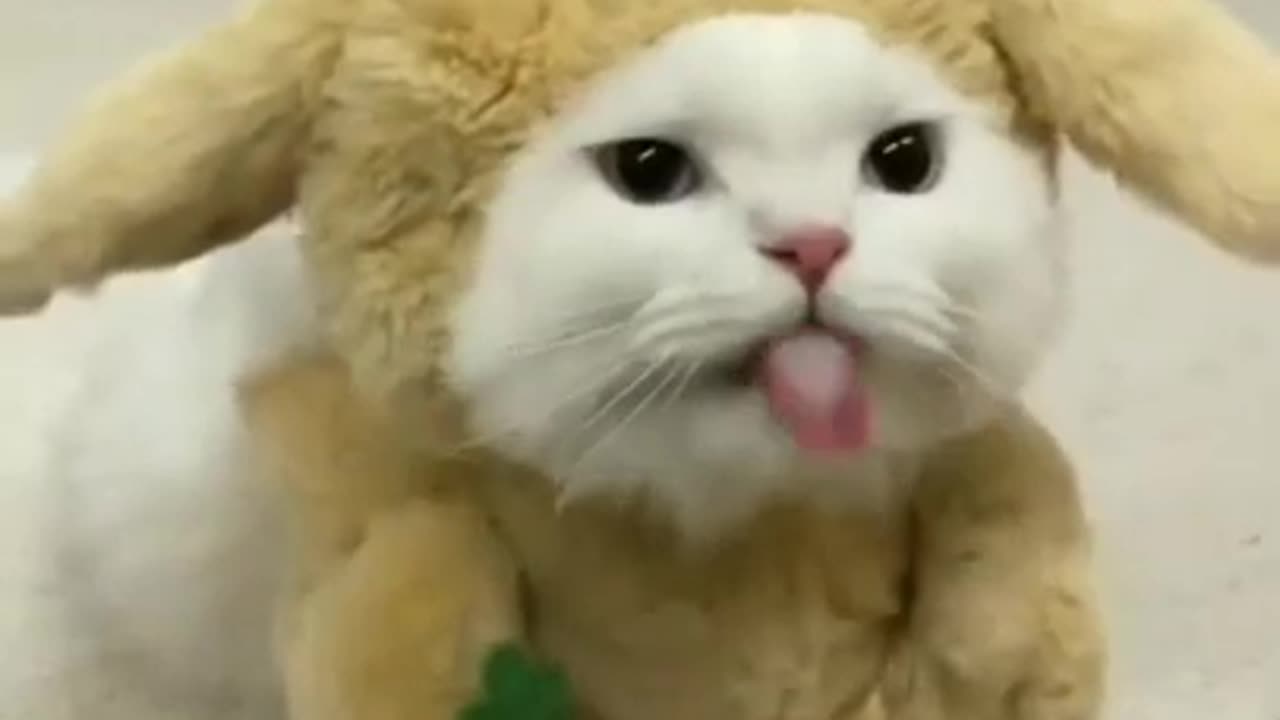 Funny animals compilation. Cute cats, cute kittens, funny dogs