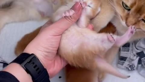cat babies drinking milk - how cat drink milk?